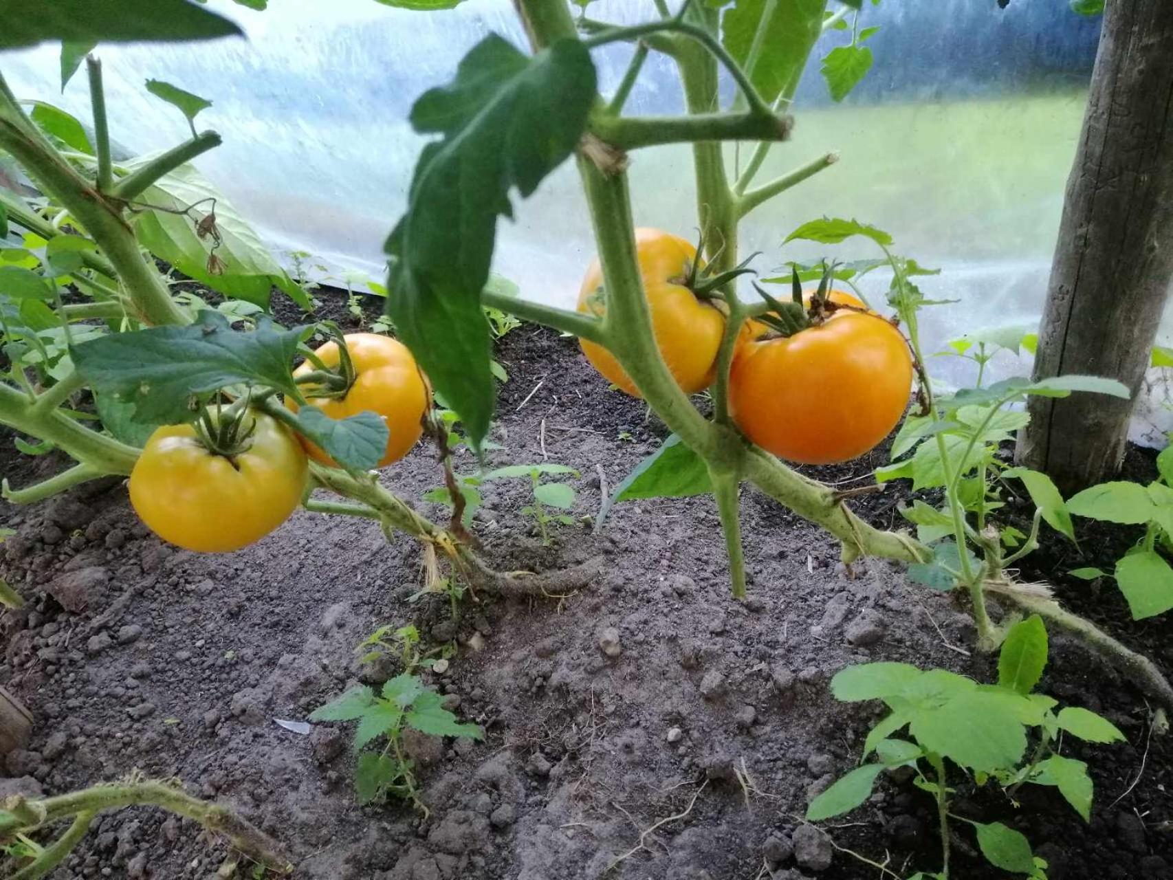Agroturystyka Przy Rajskim Sadzie Nowy Berezów Zewnętrze zdjęcie